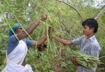 Moringa: The Miracle Tree