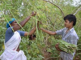Moringa: The Miracle Tree