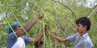 Moringa: The Miracle Tree