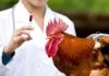 How eating Chicken can lead to Antibiotic Resistance
