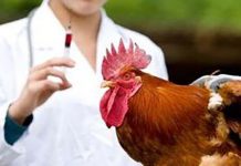 How eating Chicken can lead to Antibiotic Resistance