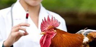 How eating Chicken can lead to Antibiotic Resistance