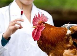 How eating Chicken can lead to Antibiotic Resistance