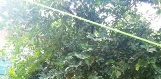 From Kitchen Waste to Kitchen Garden