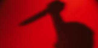 24-year-old Cosma Colony boy arrested for allegedly murdering his grandmother